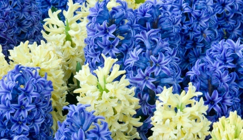 Hyacint východní - Hyacinthus orientalis