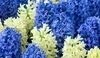 Hyacint východní - Hyacinthus orientalis