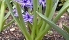 Hyacint východní - Hyacinthus orientalis