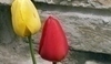 Tulipány