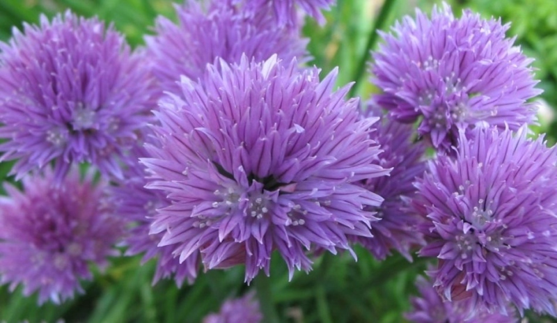 Květy pažitky čínské