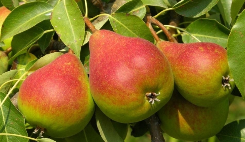 Hrušky