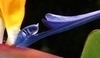 Strelitzie královká (Strelitzia reginae)