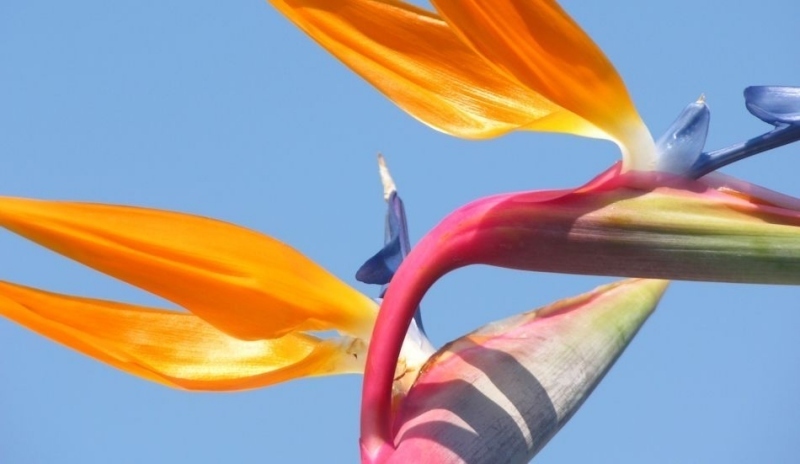 Strelitzie královká (Strelitzia reginae)