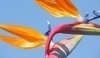 Strelitzie královká (Strelitzia reginae)