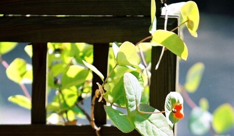 Pergola