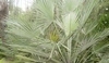 Chamaerops humilis