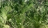 Livistonia chinensis - Livistonie