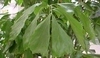 Caryota mitis - karyota
