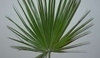 Chamaerops humilis