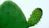 Kaktus