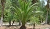 Phoenix canariensis - Datlovník kanárský