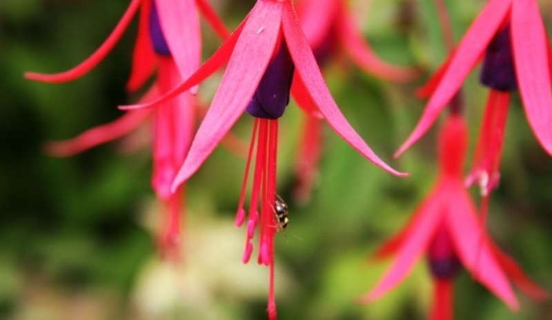 Fuchsie