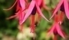 Fuchsie