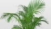  Chrysalidocarpus lutescens