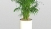 Chrysalidocarpus lutescens 