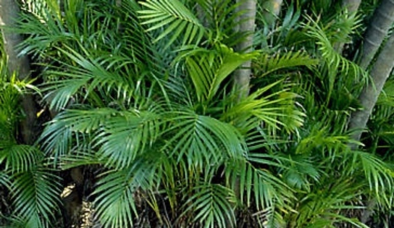 Chrysalidocarpus lutescens