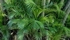 Chrysalidocarpus lutescens