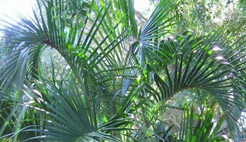 Howea belmoreana - kentia
