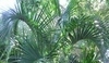 Howea belmoreana - kentia