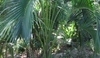 Howea belmoreana - kentia