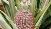 Ananasovník - Ananas commousus