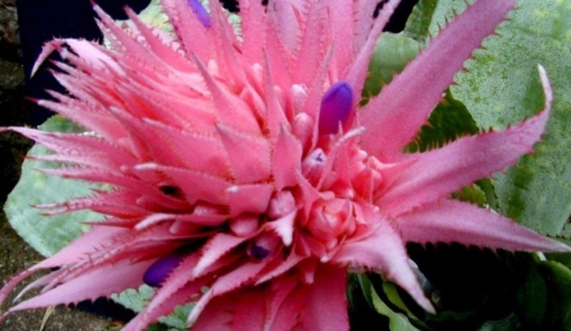 Aechmea