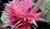 Aechmea