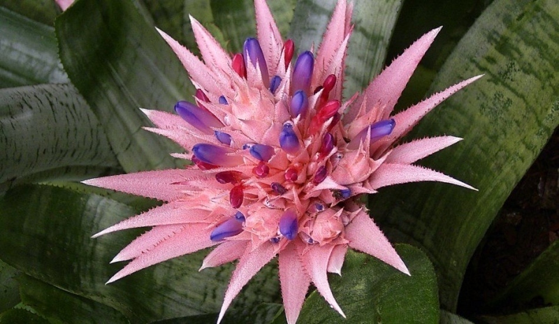 Aechmea fasciata 