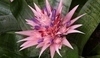Aechmea fasciata 