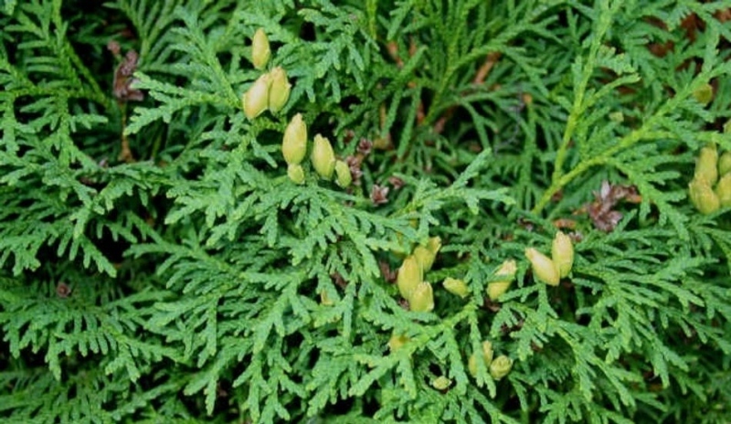 Thuja occidentalis - Zerav západní