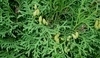 Thuja occidentalis - Zerav západní
