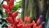 Aechmea fulgens