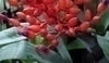 Aechmea