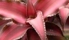 Cryptanthus bivittatus