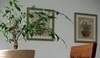 Aspidistra elatior