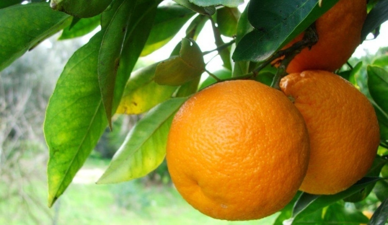 Citrusy na stromě