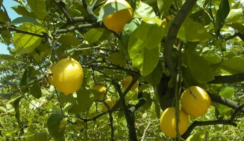 Citrusovník