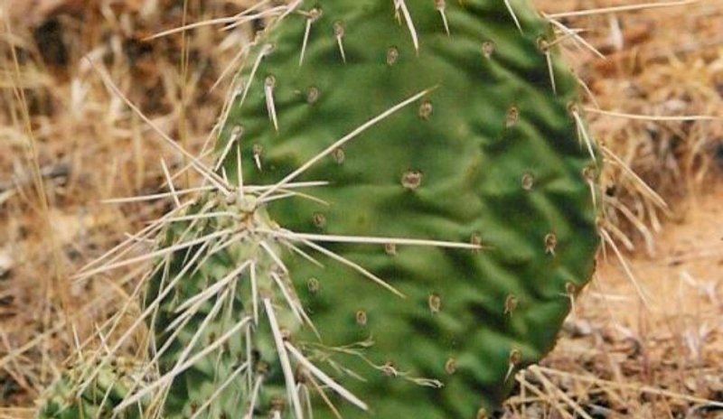 Opuncie