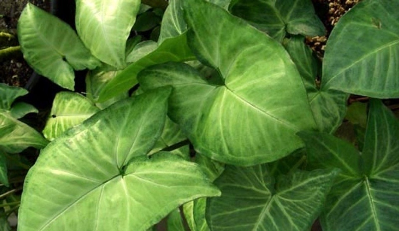 Syngonium phodophyllum