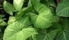 Syngonium phodophyllum