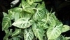 Syngonium phodophyllum