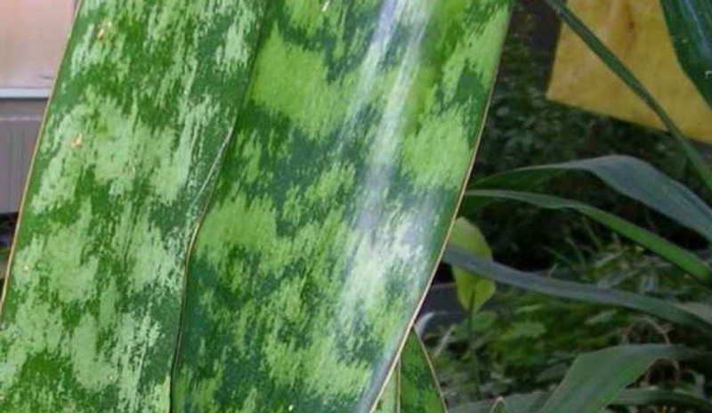 Sansiviera trifasciata - tchynin jazyk