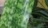 Sansiviera trifasciata - tchynin jazyk