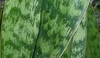 Detail listu sansiviery.