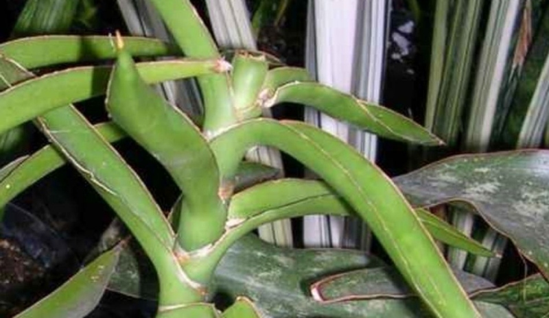 Sansiviera arborescens.