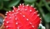 Gymnocalycium mihanovichii.