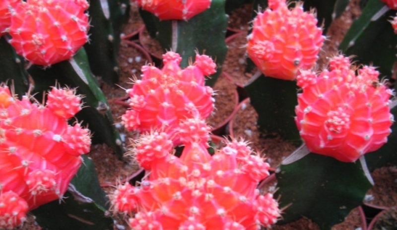 Gymnocalycium mihanovichii.