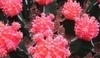 Gymnocalycium mihanovichii.