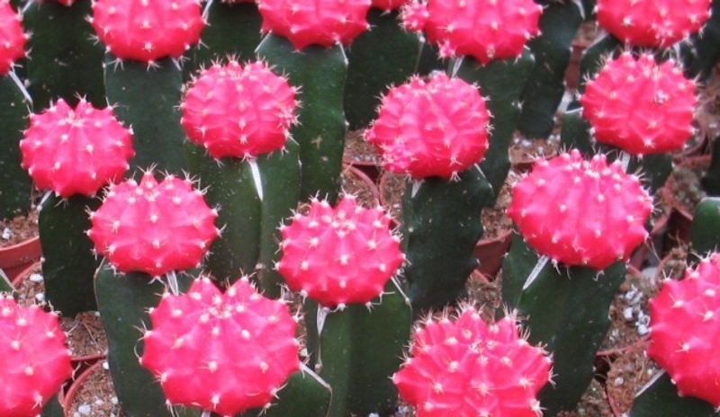 Gymnocalycium mihanovichii.
